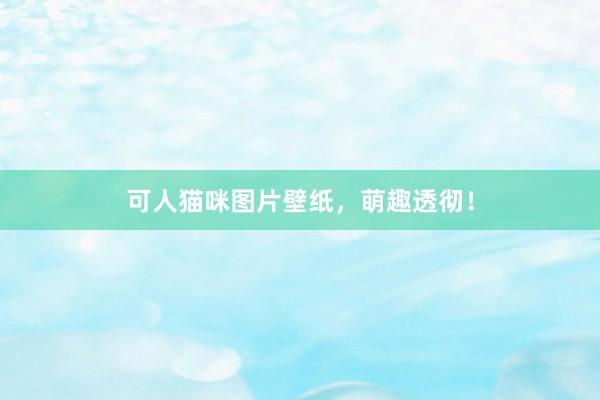 可人猫咪图片壁纸，萌趣透彻！